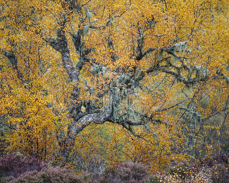 LowRes-RU-BWPA-2026-Autumn Dancer
